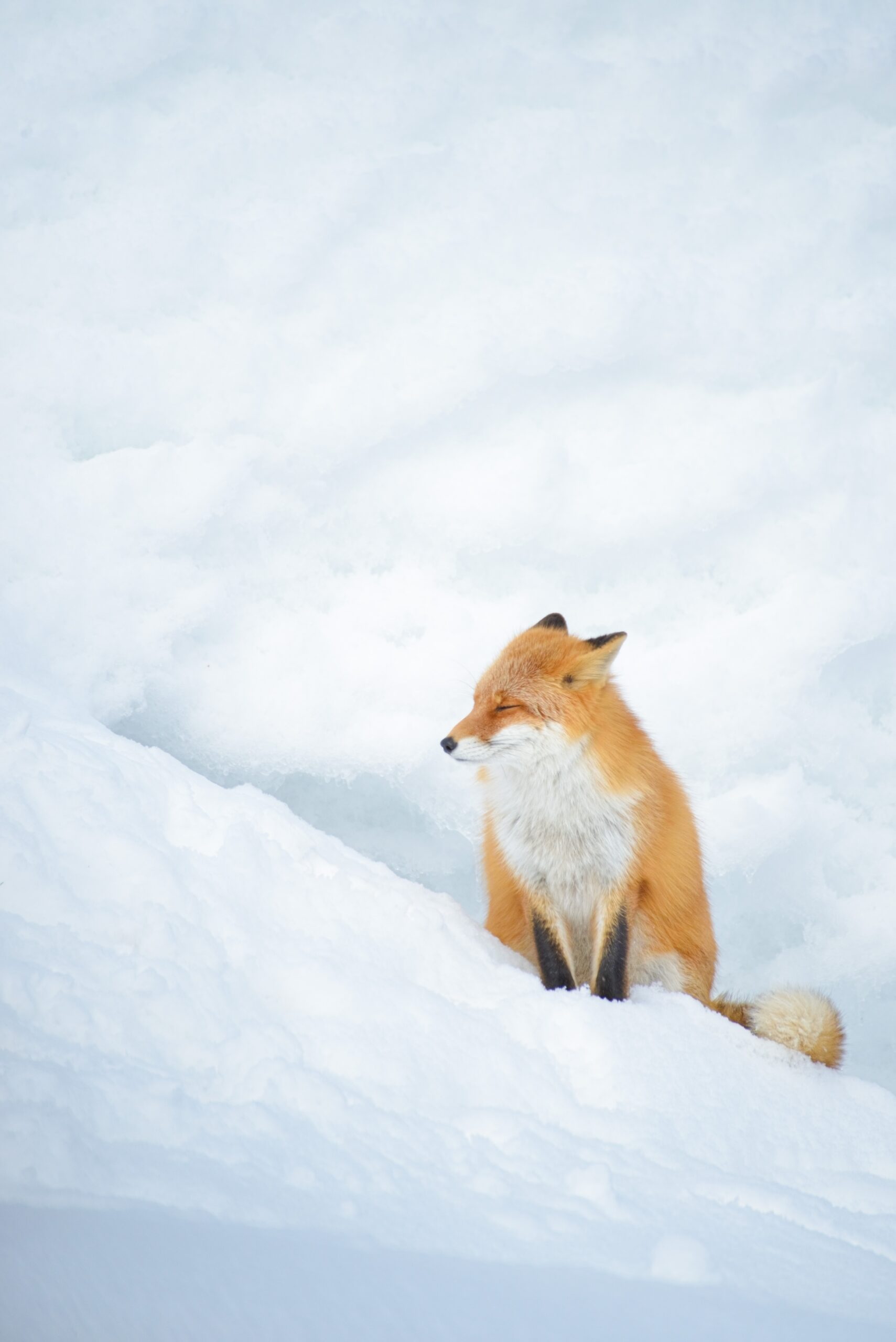 A fox sitting in the snow closing its eyes.